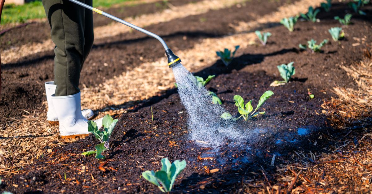 Irrigation hose over damp soil between plants