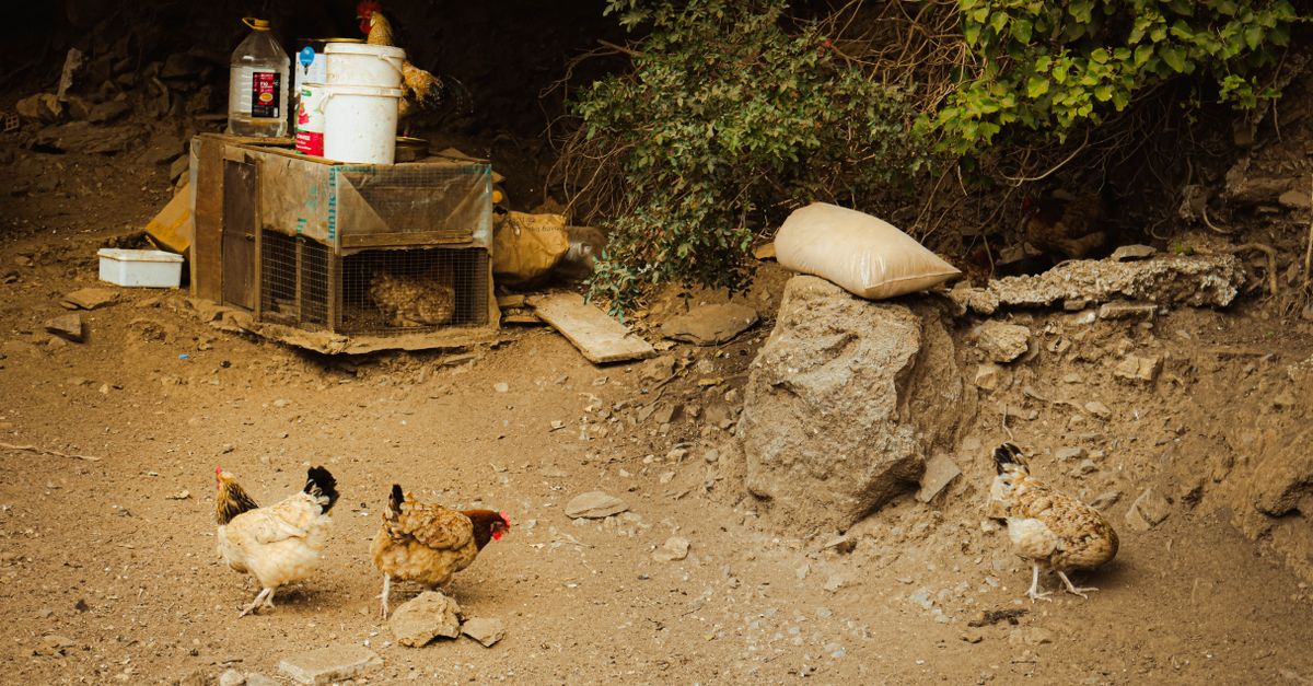 Brown hens walking in a dirt coop with grass
