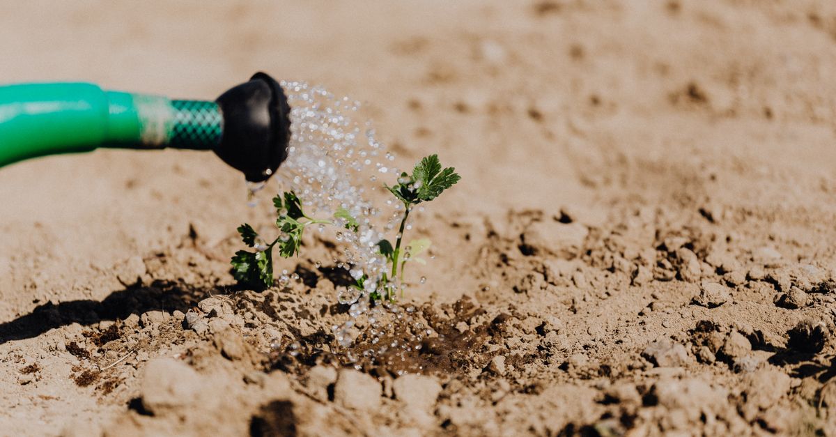 Drip irrigation hose on damp soil between plants