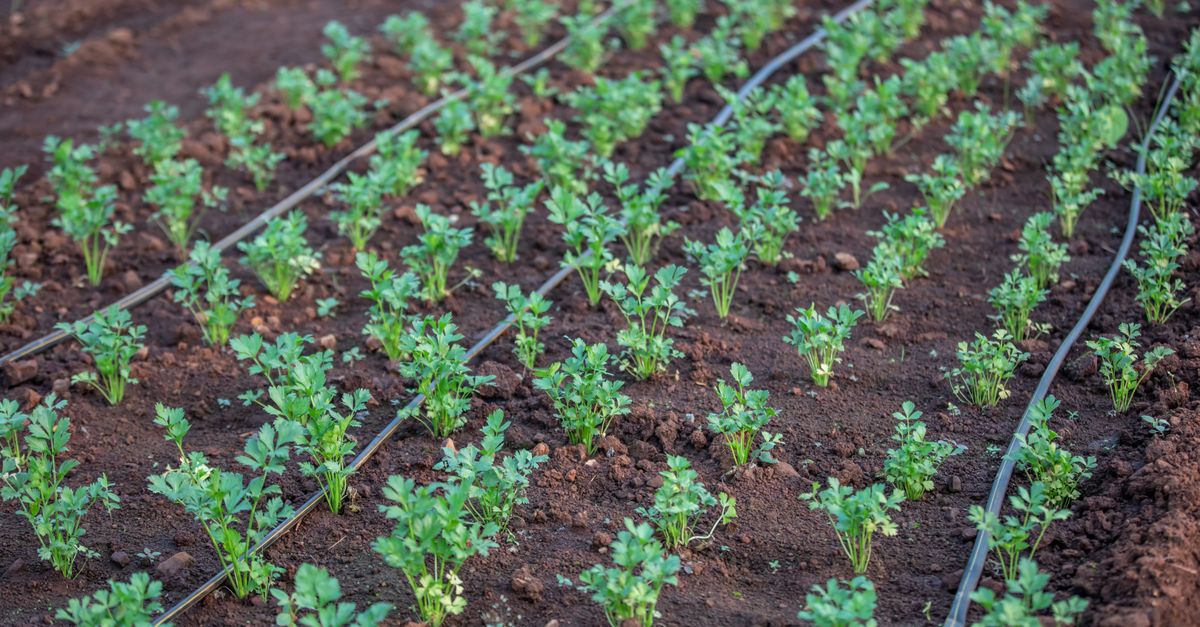 Drip irrigation hose on damp soil between plants