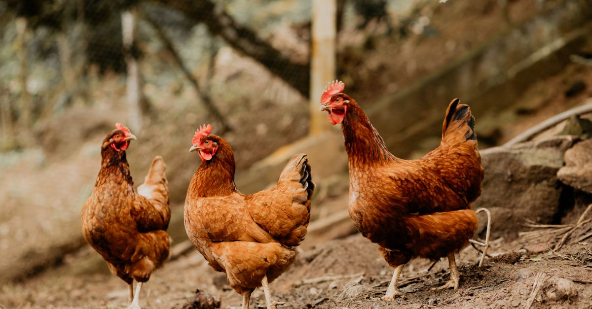 Brown chickens walking in a dirt coop with grass