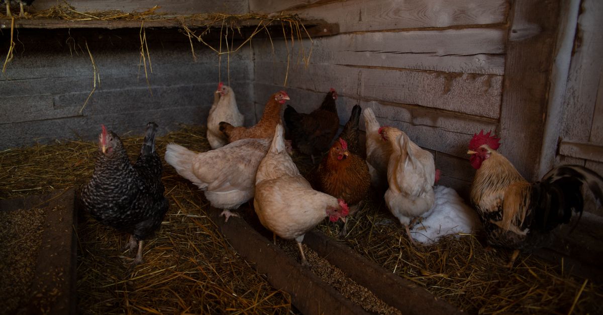 Clean water drinker next to hens in a run