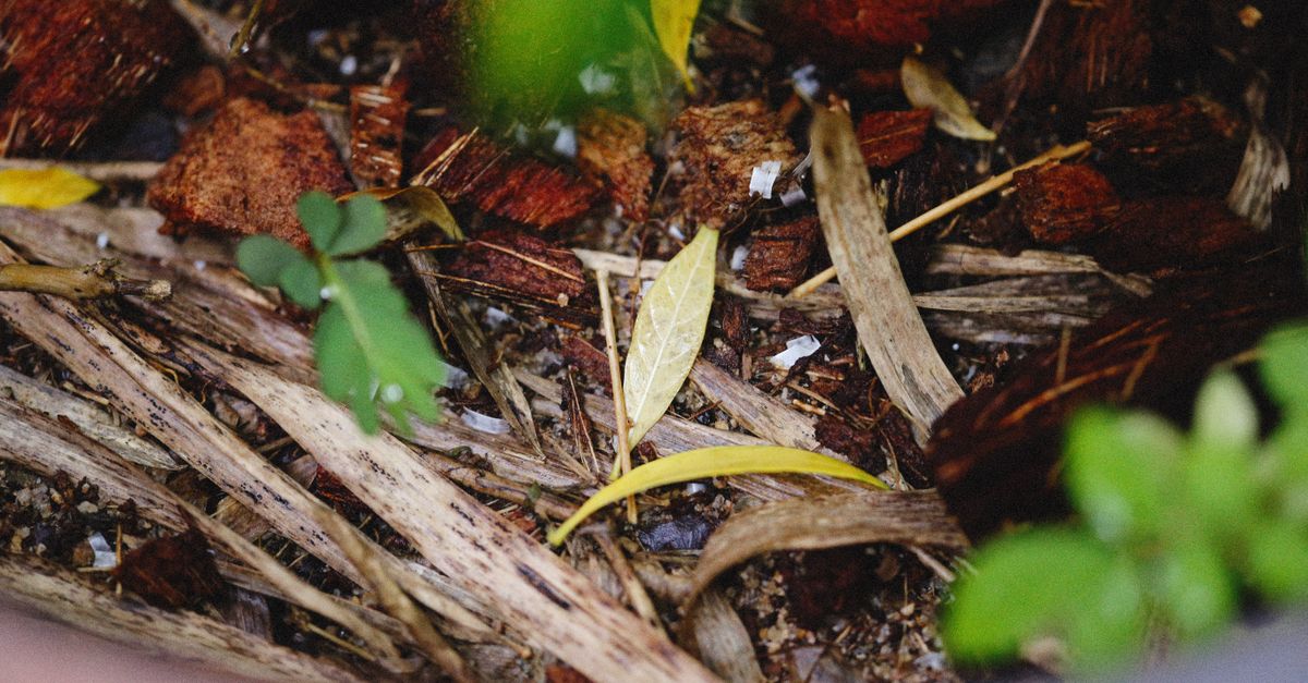 Compost pile with plant scraps and dry leaves in a yard