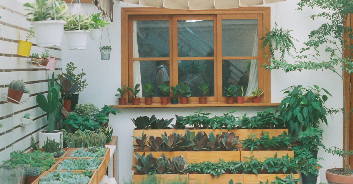 Small wooden and plastic greenhouse in an outdoor vegetable garden