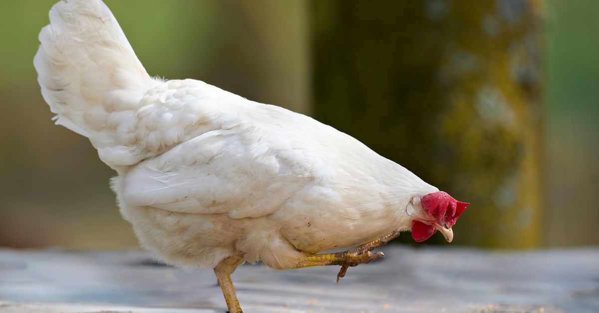 Hen pecking grain on the ground in a rural yard