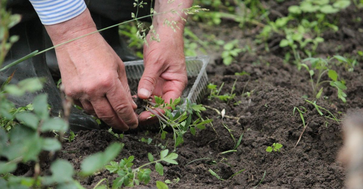 Hands arranging the soil inside a protected raised bed