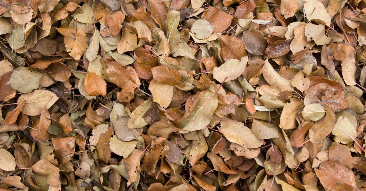 Compost pile with plant scraps and dry leaves in a yard