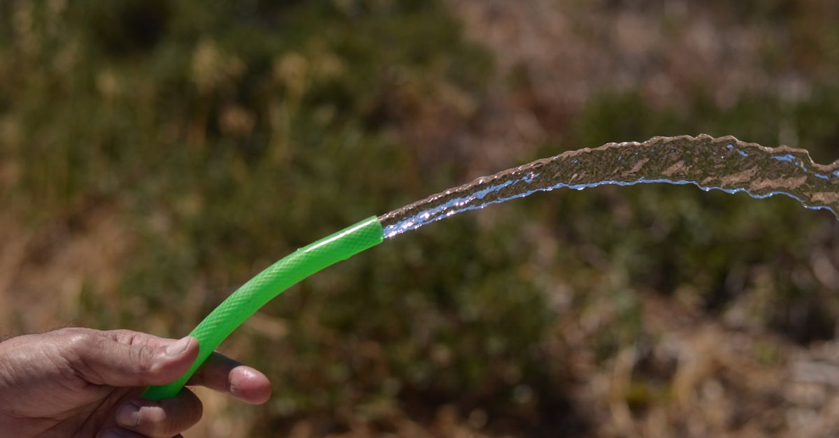 Drip irrigation hose on damp soil between plants