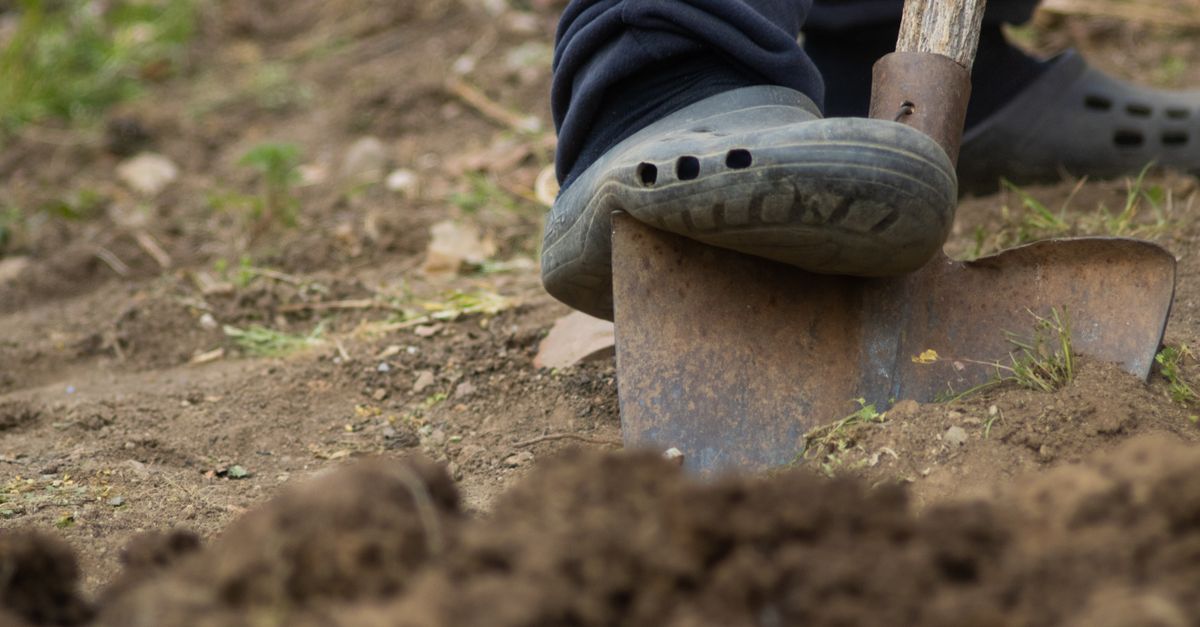 Gloved hands removing soil in a vegetable garden bed