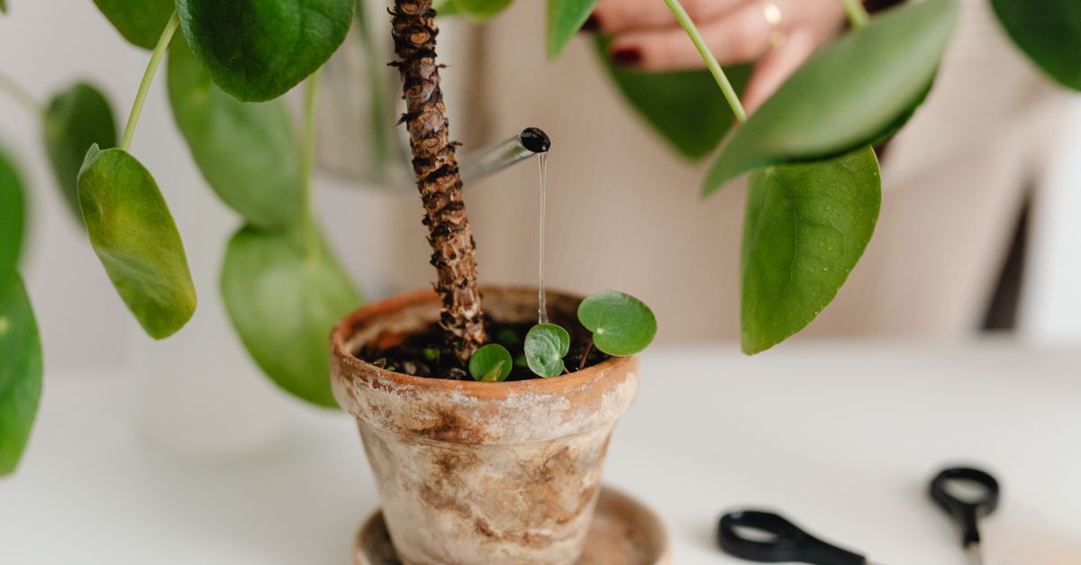 Emitter inserted into the growing medium of a pot with a plant