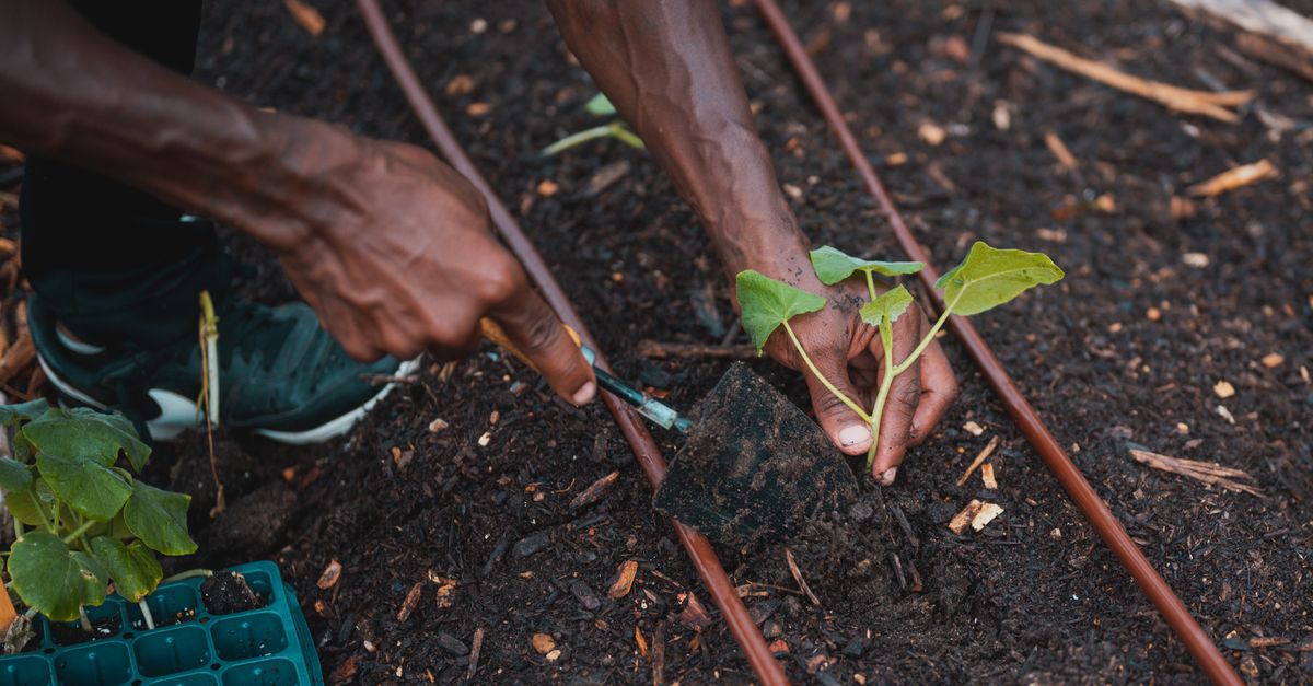 Drip irrigation hose on moist soil between plants