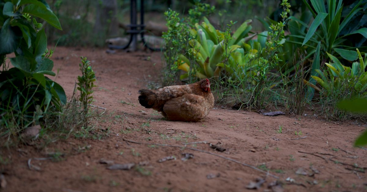 Brown hens walking in a dirt run with grass