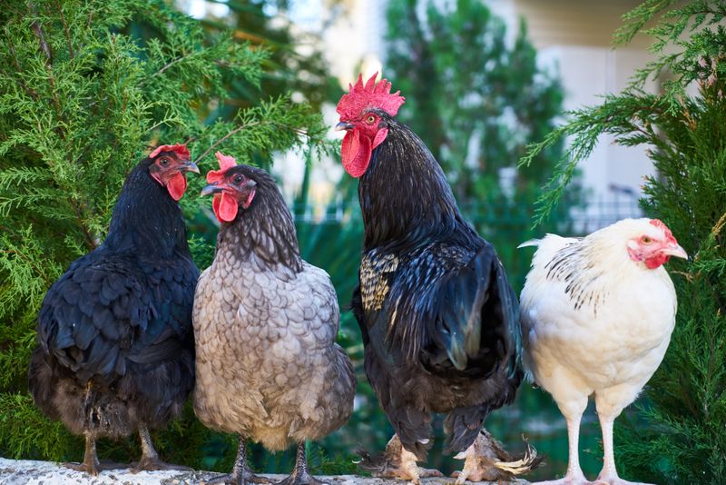 Gallinas marrones caminando en un corral de tierra con pasto