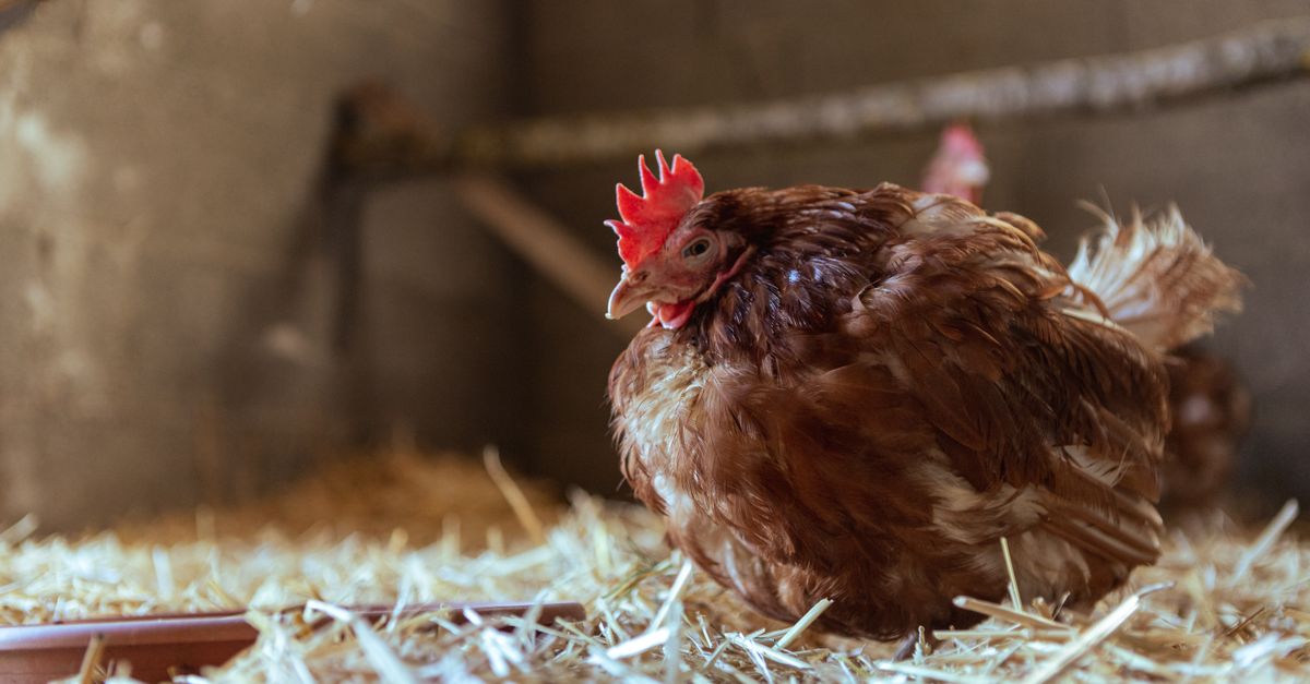 Nest with dry straw inside a wooden chicken coop