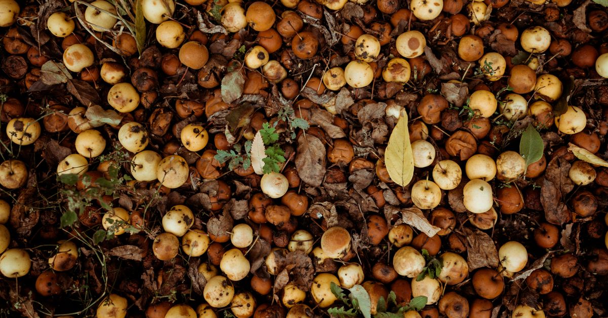Compost pile with plant scraps and dry leaves