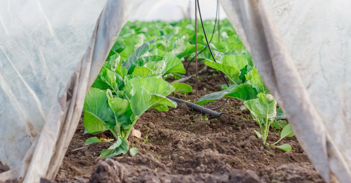 Small wooden and plastic greenhouse in an outdoor vegetable garden