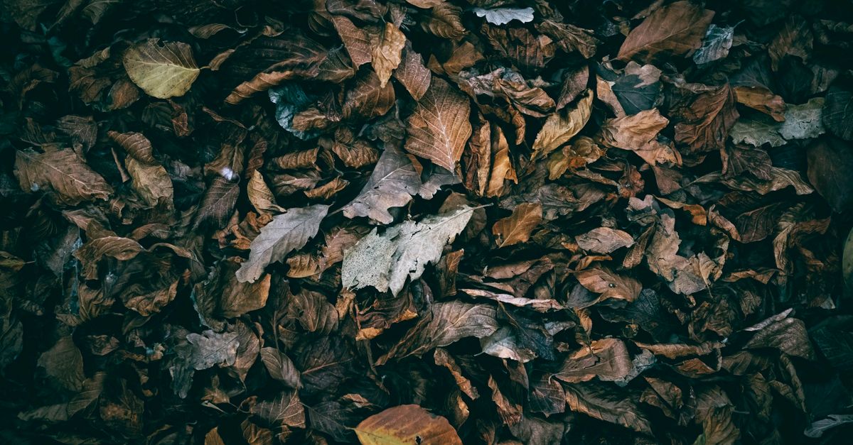 Compost pile with plant scraps and dry leaves in a backyard